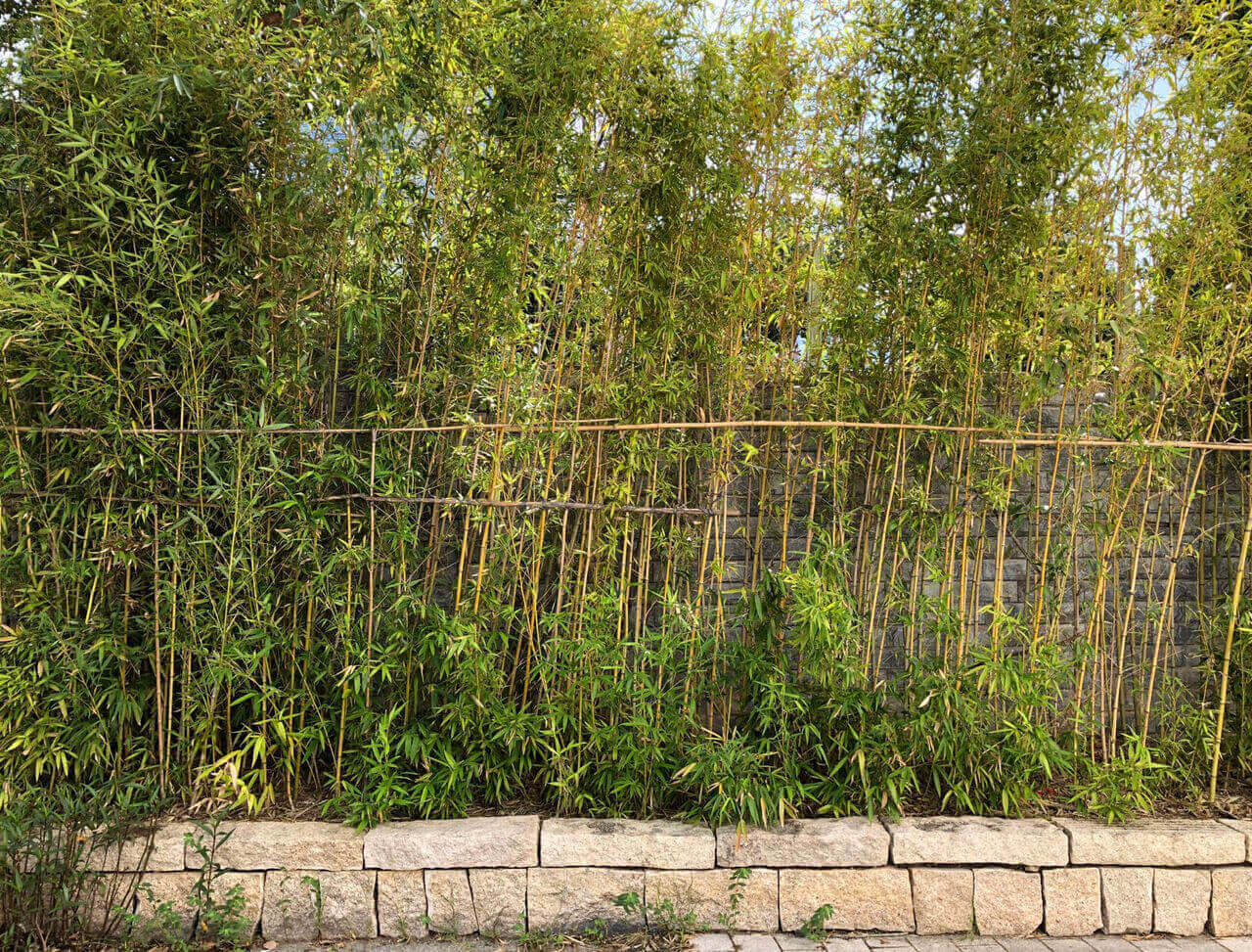 Thick bamboo stalks with lush foliage creating a natural privacy screen in a residential garden