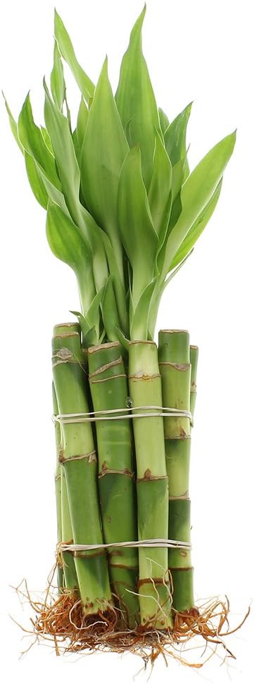 NW Wholesaler - 4" Live Lucky Bamboo Plant - Bundle of 10 Stalks - Live Indoor Houseplants for Home Decor, Live Bamboo Plant, Indoor Low Light Plants, Feng Shui (10)