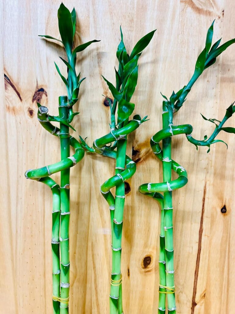 Live Lucky Bamboo 18” Spiral & Straight Combination 3 x 2 Combos (6 Stalks Total)