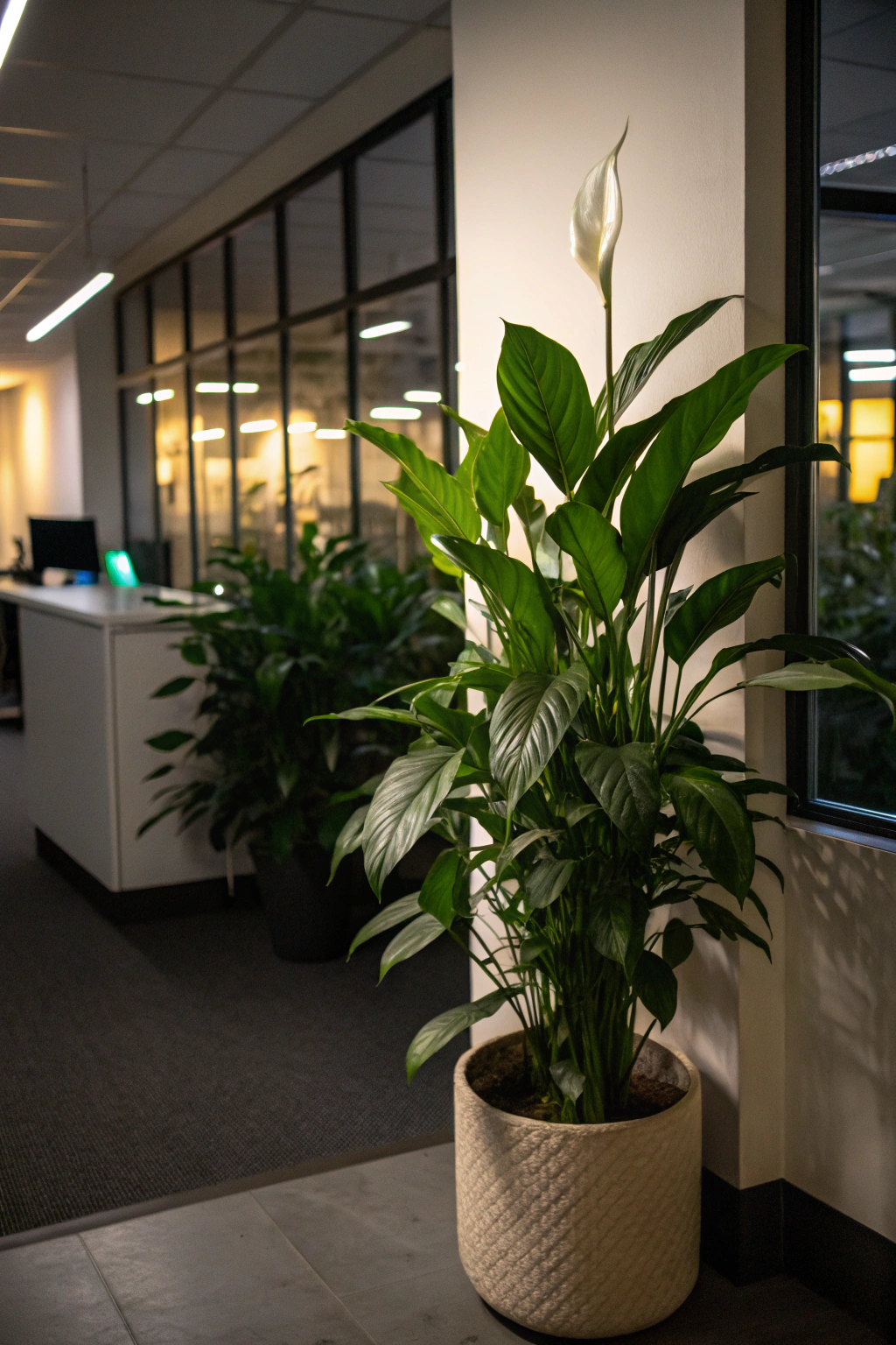 Houseplants That Shine in Low Light
