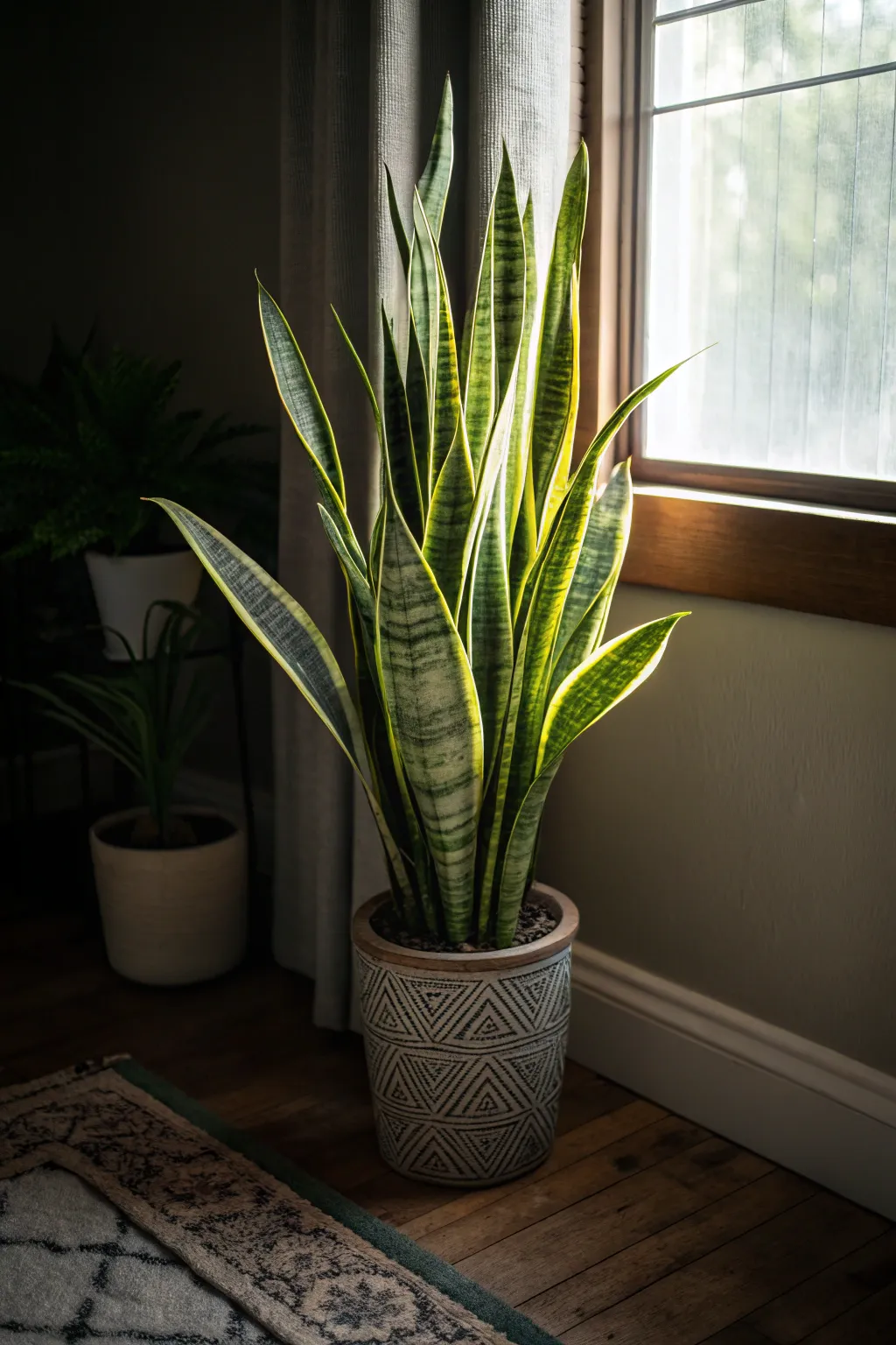 Snake plant in a corner of a dimly lit room