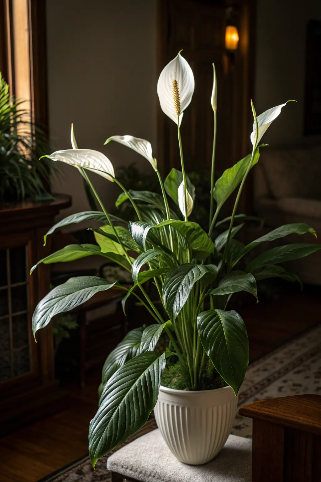 Peace Lily with white blooms in a dimly lit room