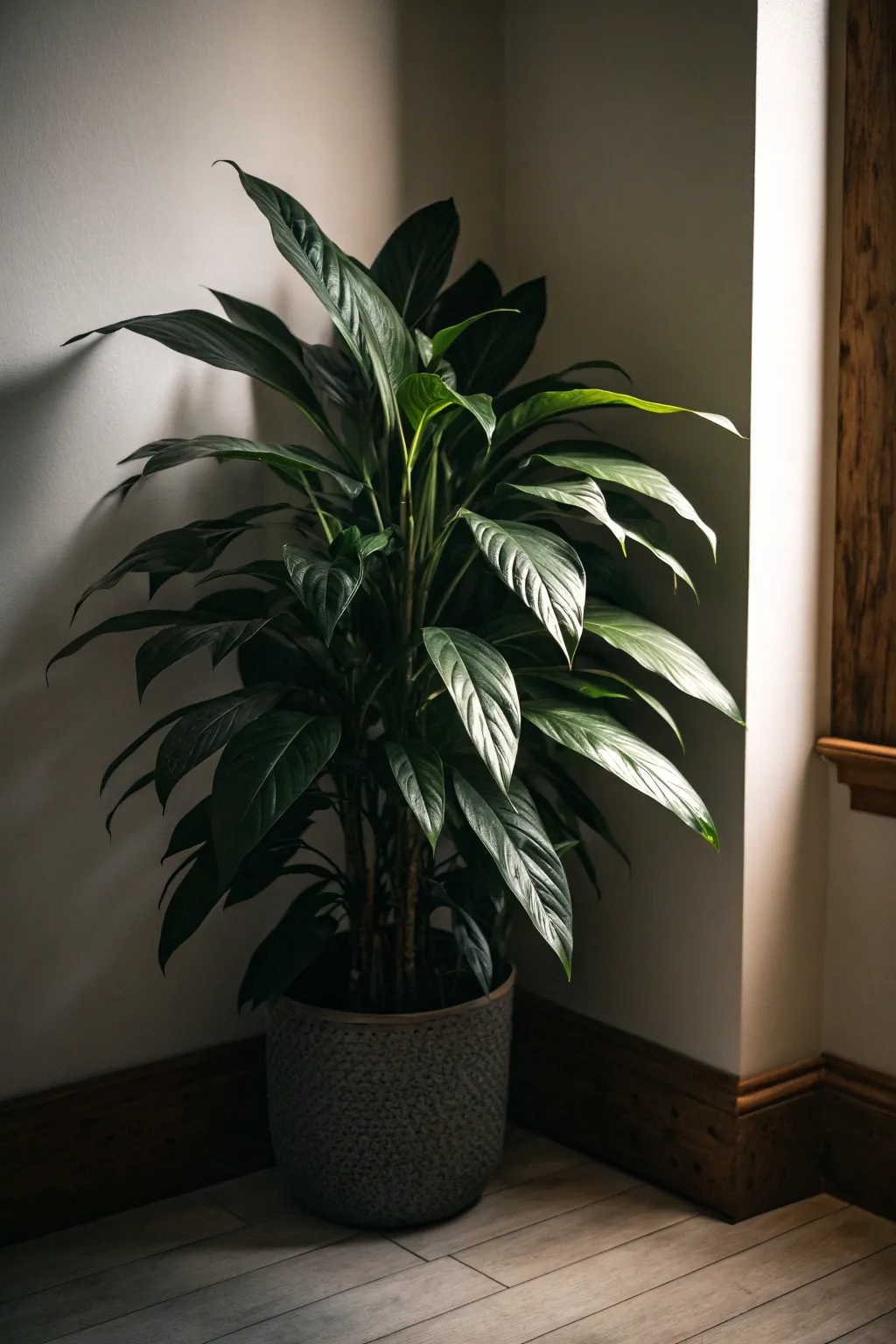 Cast Iron Plant in a dark corner of a room