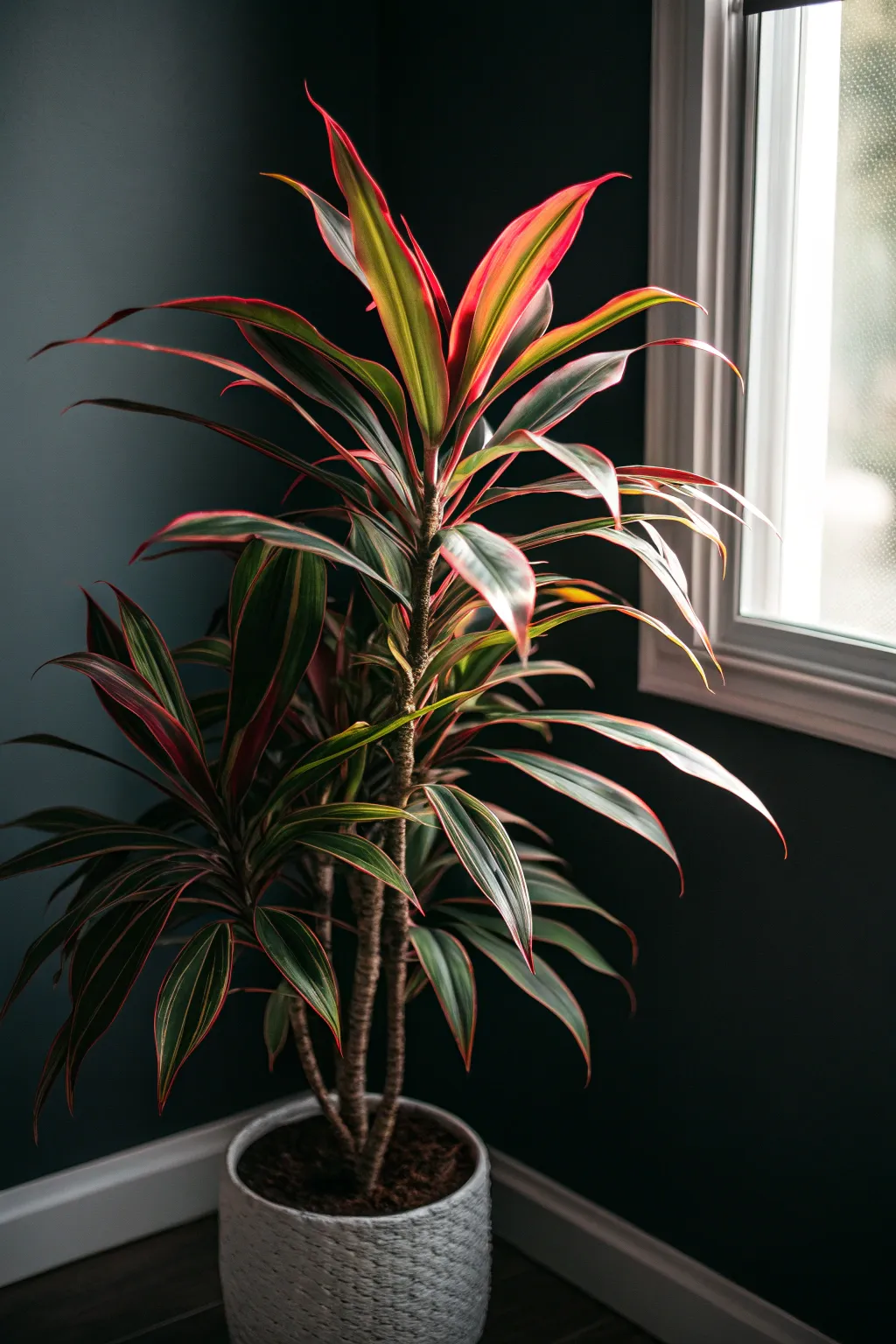 Dracaena plant in a dark room corner