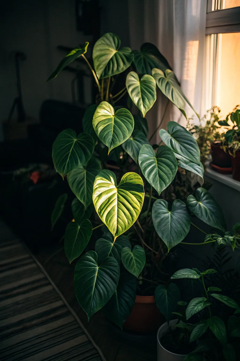Philodendron in a dimly lit room