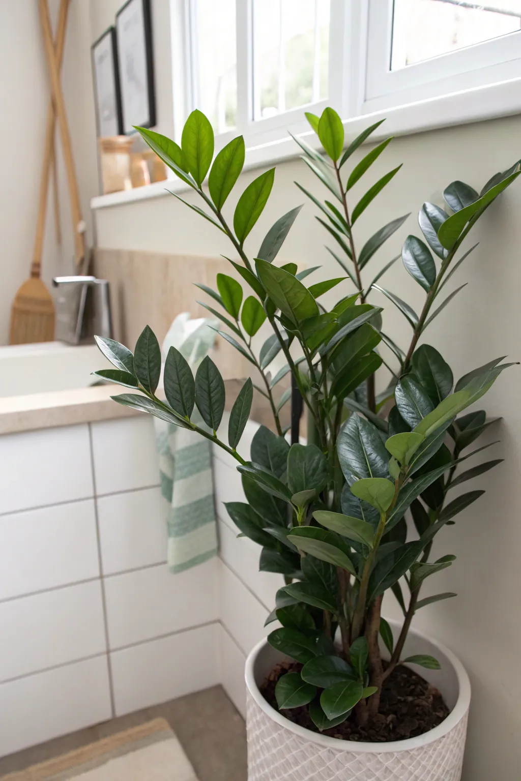 ZZ Plant in a bathroom corner