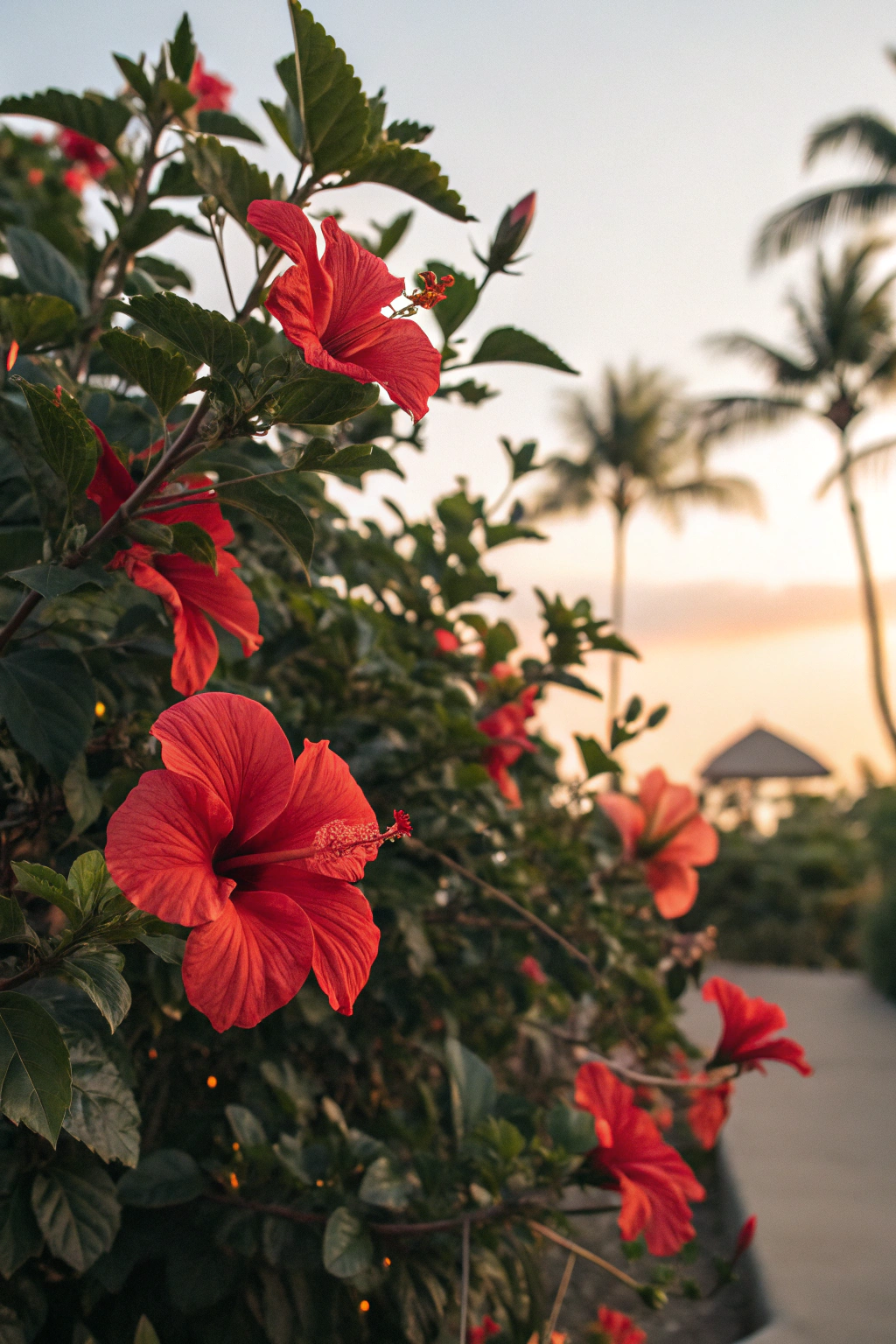 A lush hibiscus plant showcasing large, bright red flowers in soft light.