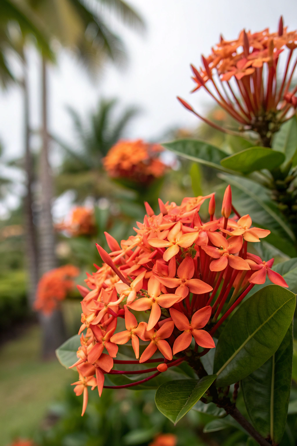 A cluster of bright ixora flowers in orange and red against a tropical backdrop.