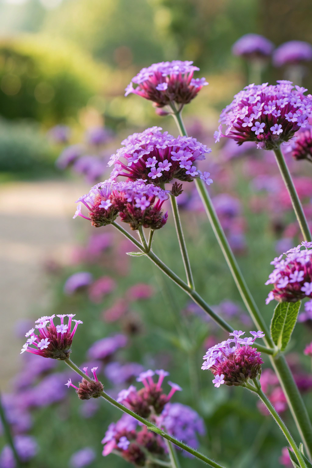 A vibrant cluster of verbena flowers in shades of purple and pink.