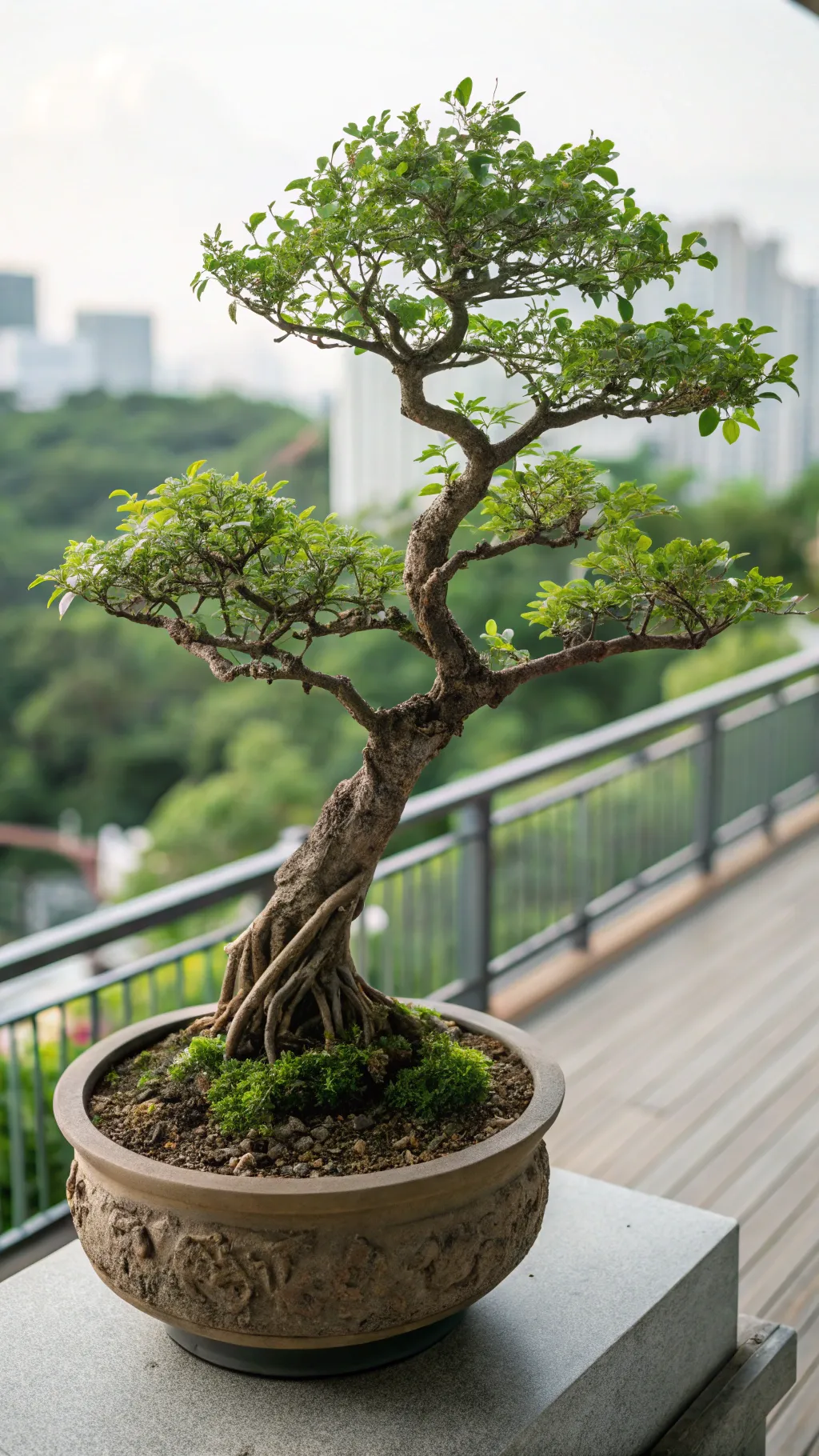 A potted bonsai tree bringing nature to a balcony setting