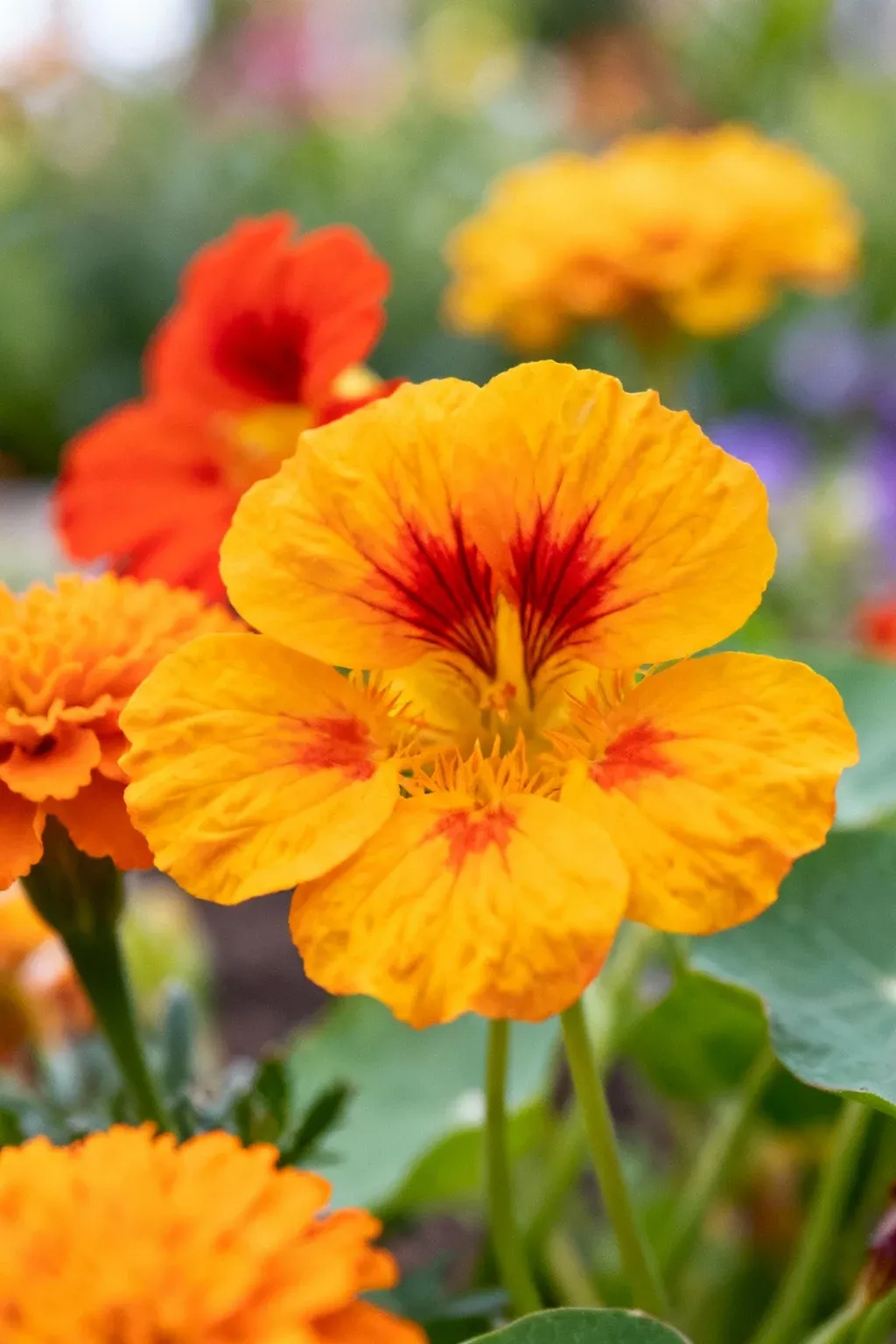 A colorful edible flower garden with various blooms.