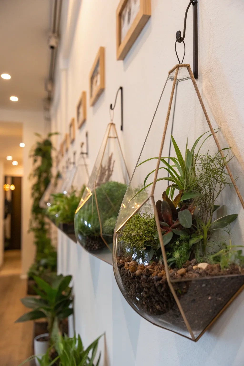 Wall-mounted glass terrariums displaying indoor plants.