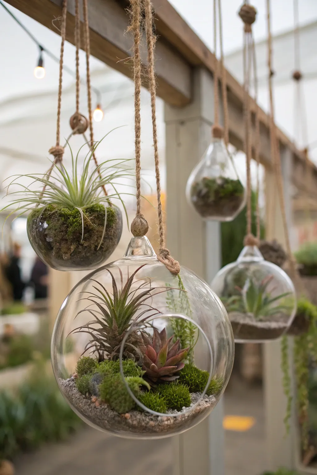 Hanging terrarium wall with glass containers filled with air plants and moss.