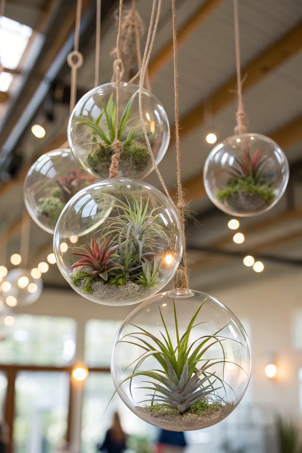 Hanging glass globes with air plants in bright natural light.