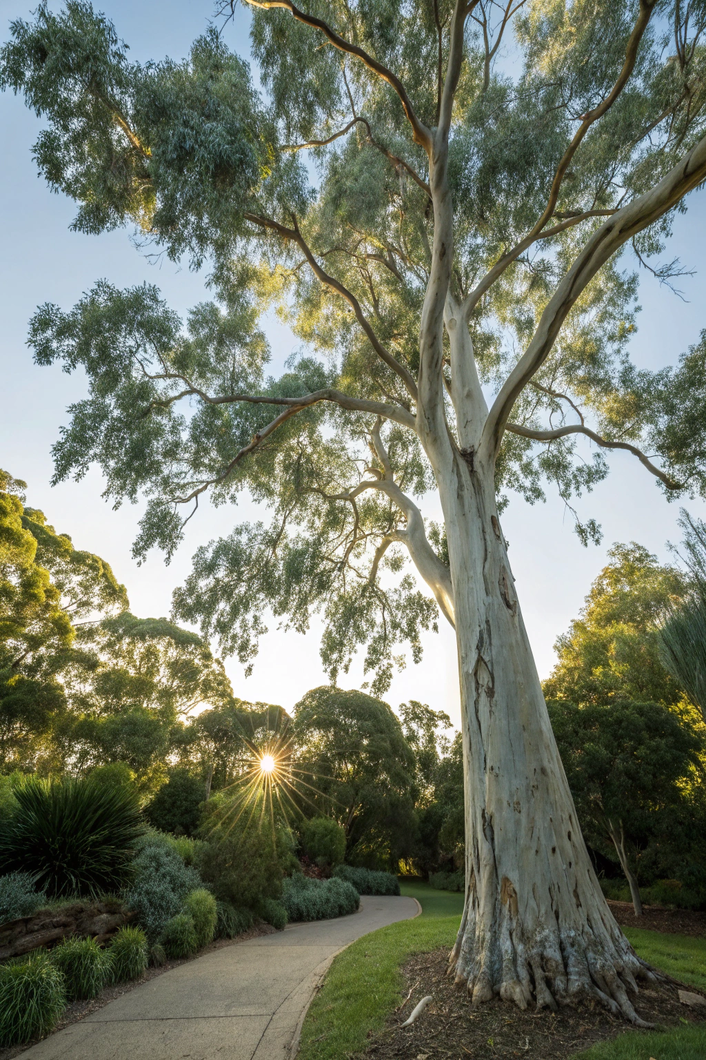 A tall lemon eucalyptus tree with bluish-green leaves in a serene garden