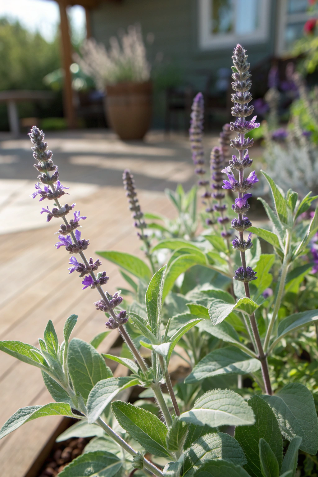 Close-up of silvery sage leaves and purple flower spikes in bloom