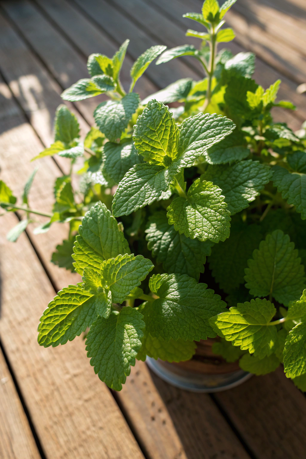 Bright lemon balm plant with lush leaves on a rustic picnic table