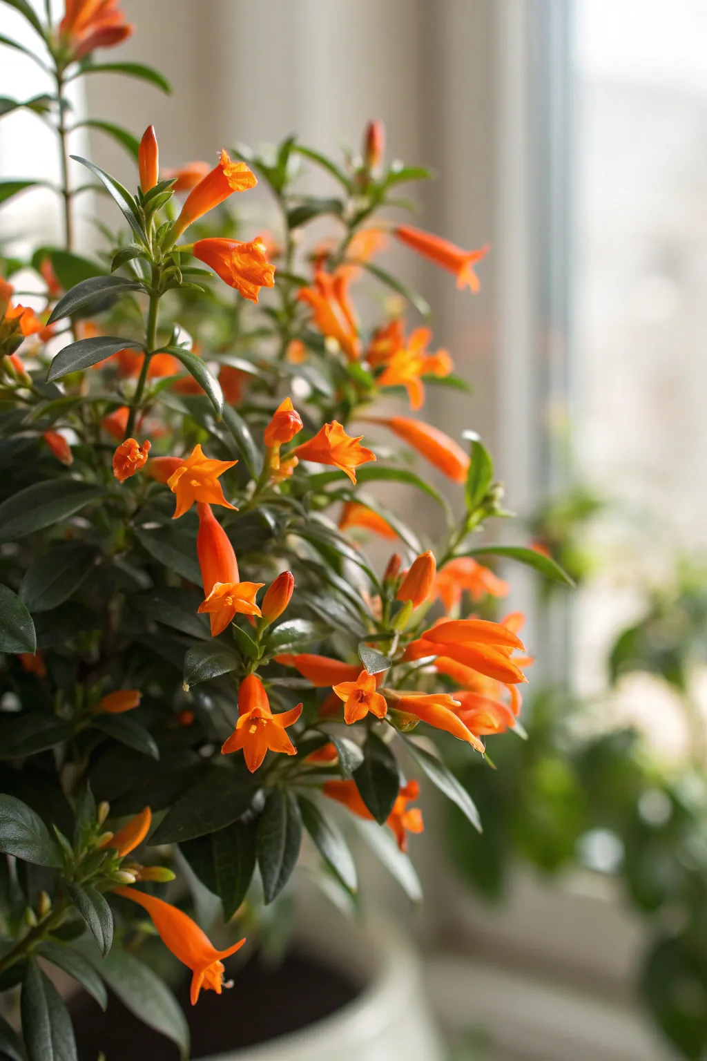 Goldfish Plant with bright orange flowers resembling goldfish.