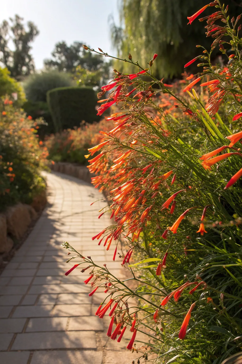 Firecracker Plant with long tubular red and orange flowers in a garden.