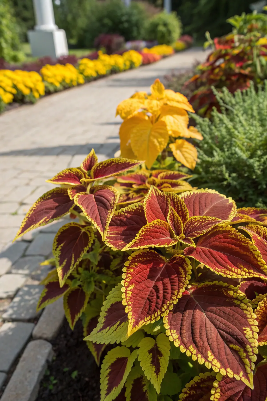 Coleus plant with bold colorful foliage in a sunny garden.