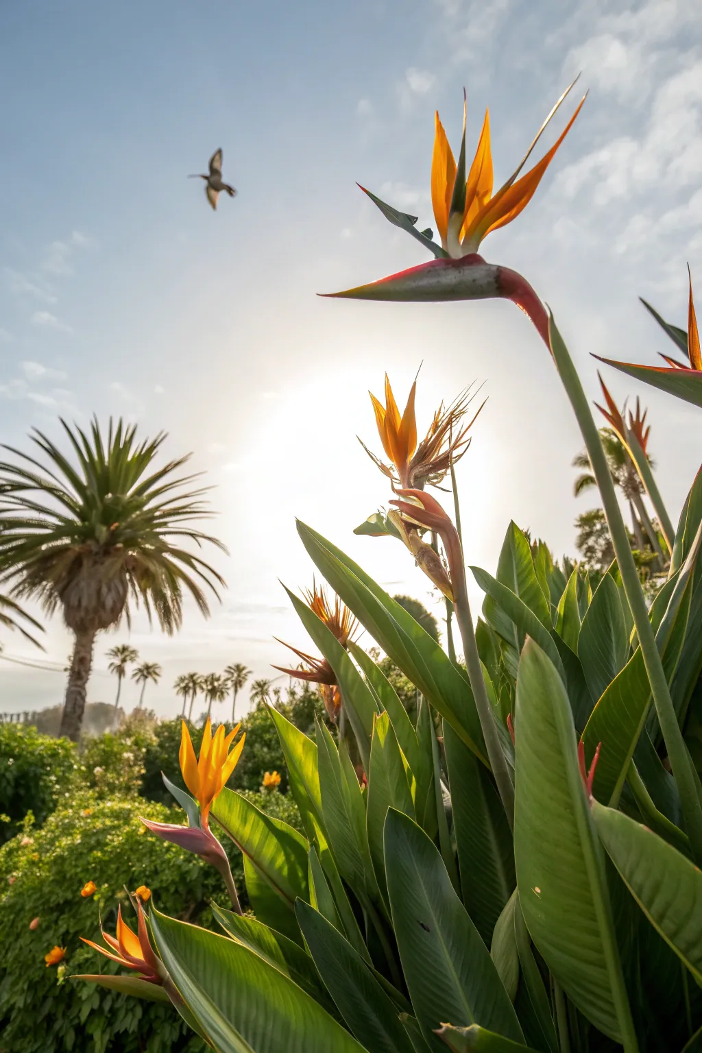 Bird of Paradise plant with exotic flowers in a bright garden.