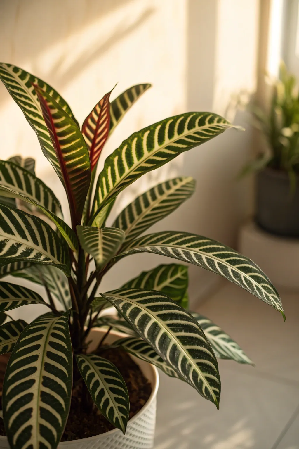Zebra Plant with striking striped leaves in a softly lit setting.