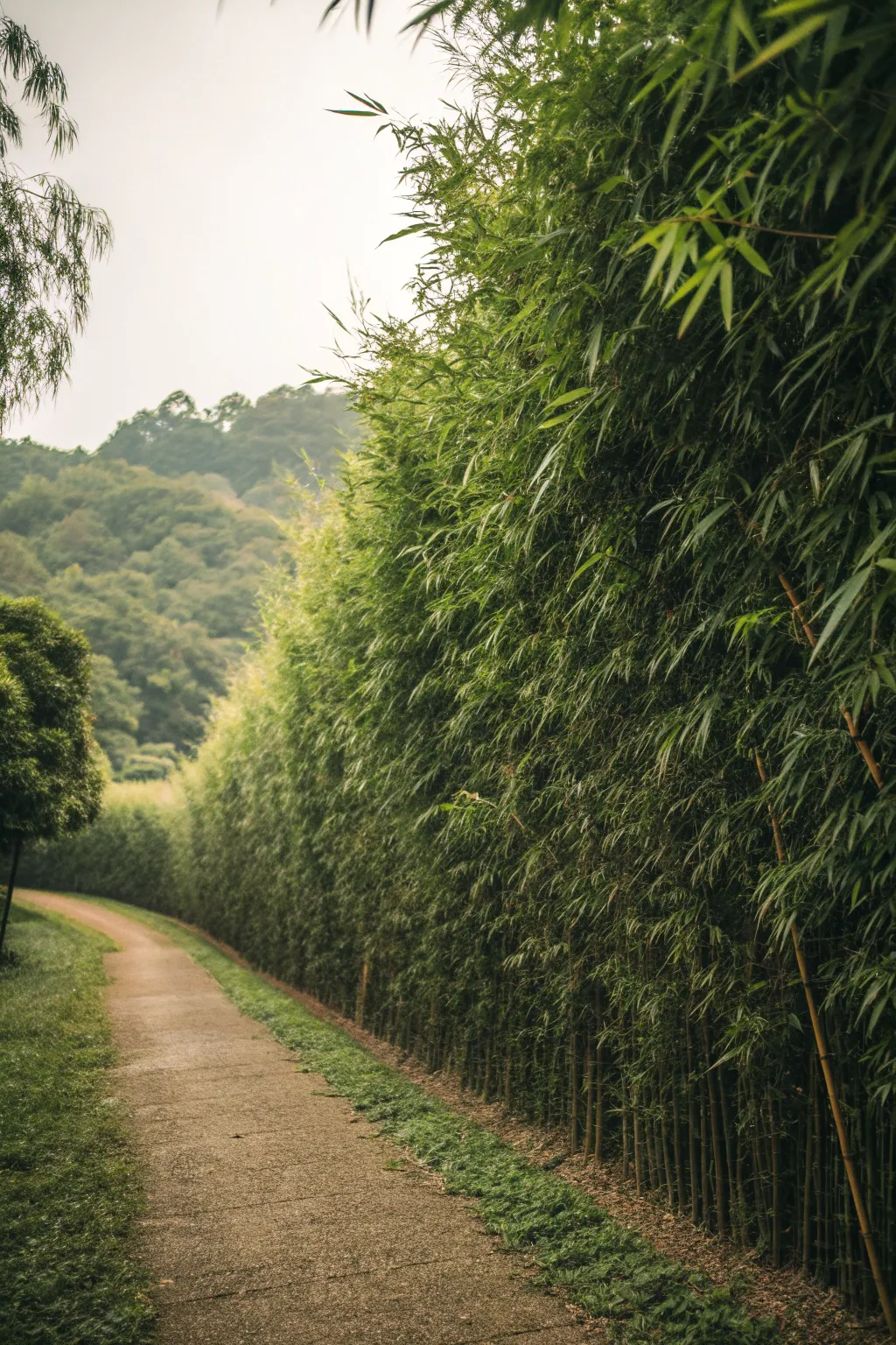 A lush bamboo privacy hedge creating a natural barrier in a garden landscape.