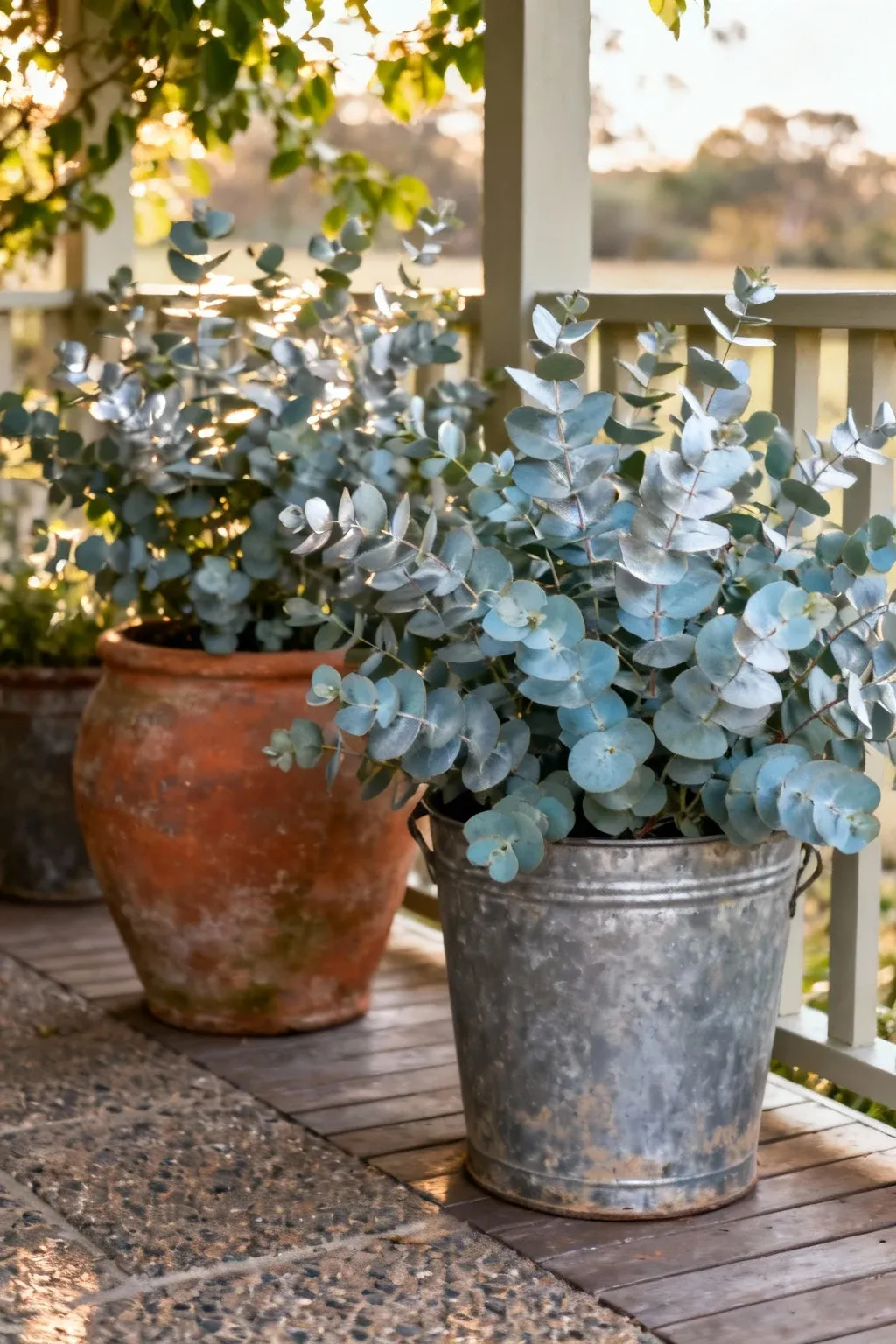 Large potted eucalyptus trees in rustic containers creating a country garden feel.