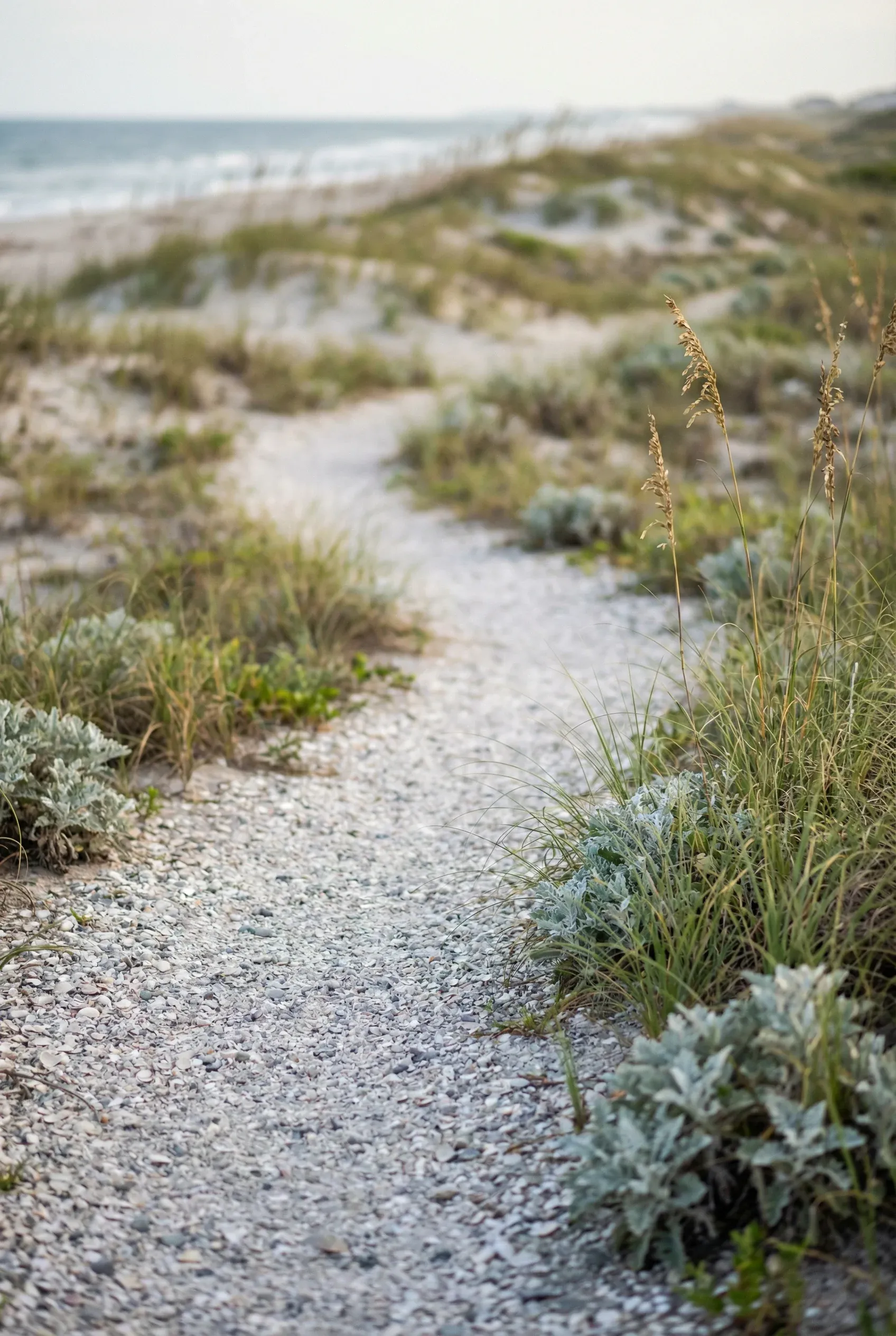 Coastal Gravel Path with Dune-Friendly Plants