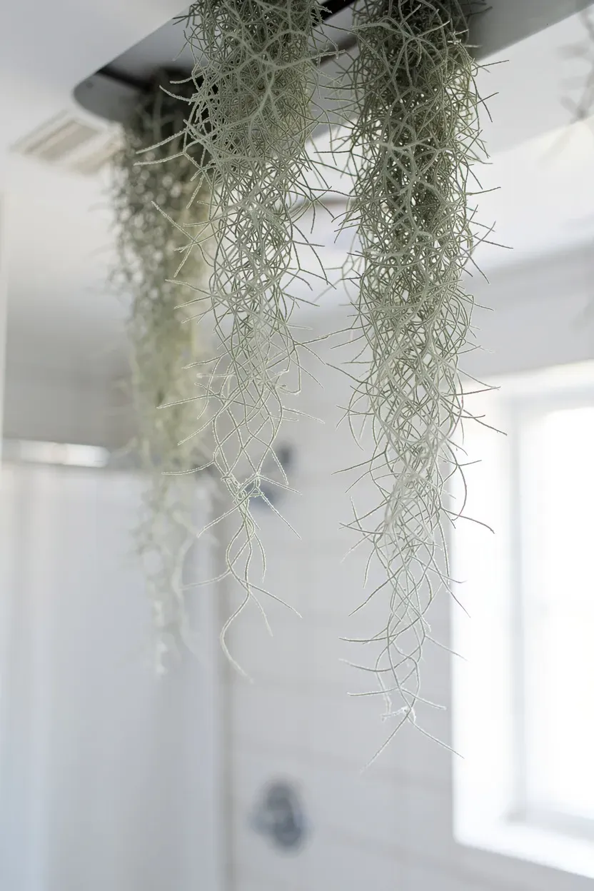 Spanish moss elegantly hanging from the ceiling in a bright bathroom.