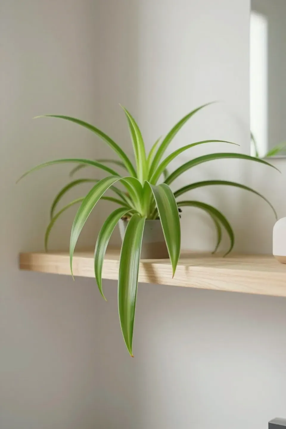 A lush spider plant displayed on a plant shelf in a bathroom.