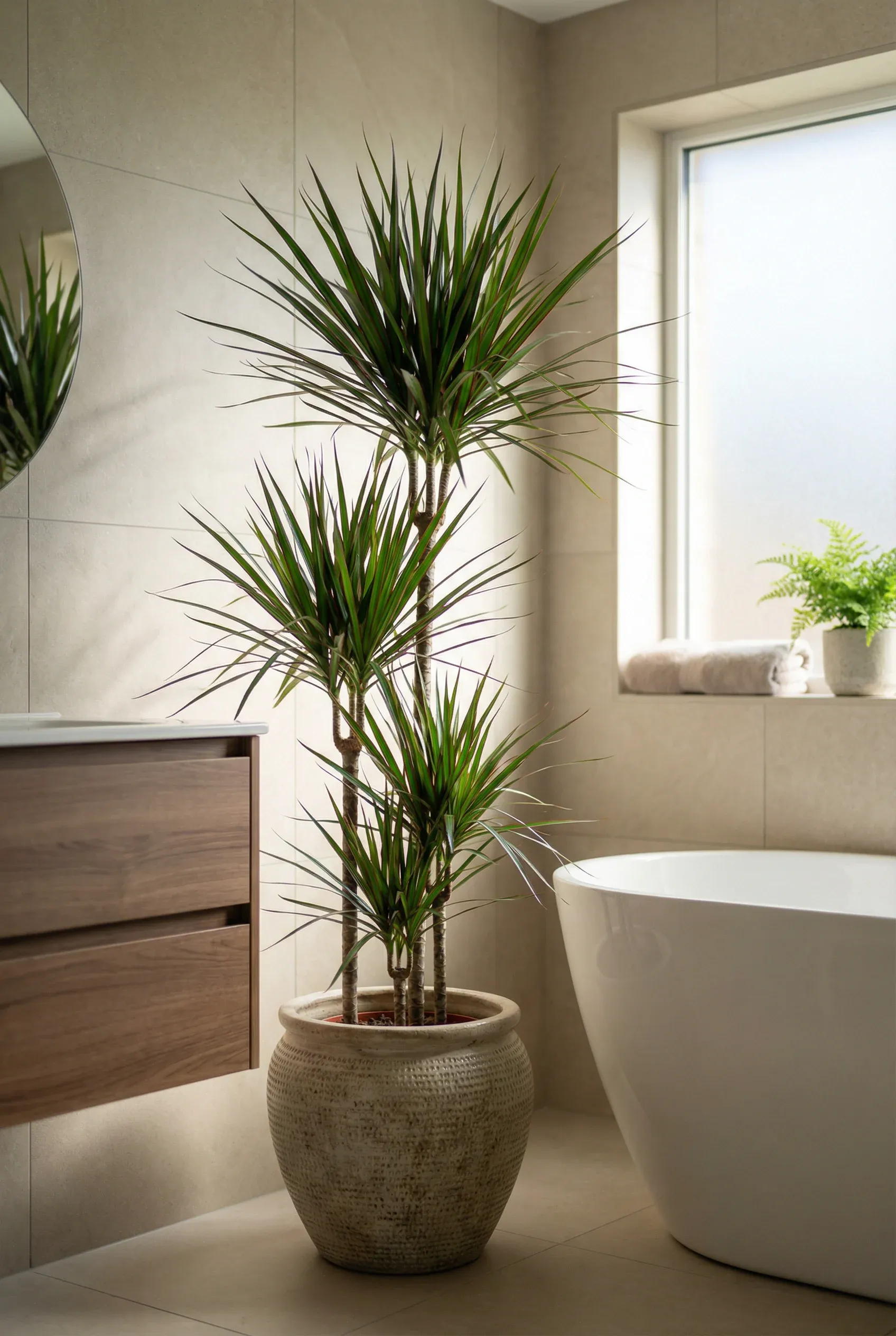 A bold Dracaena plant in a modern bathroom corner, emphasizing its striking leaves.