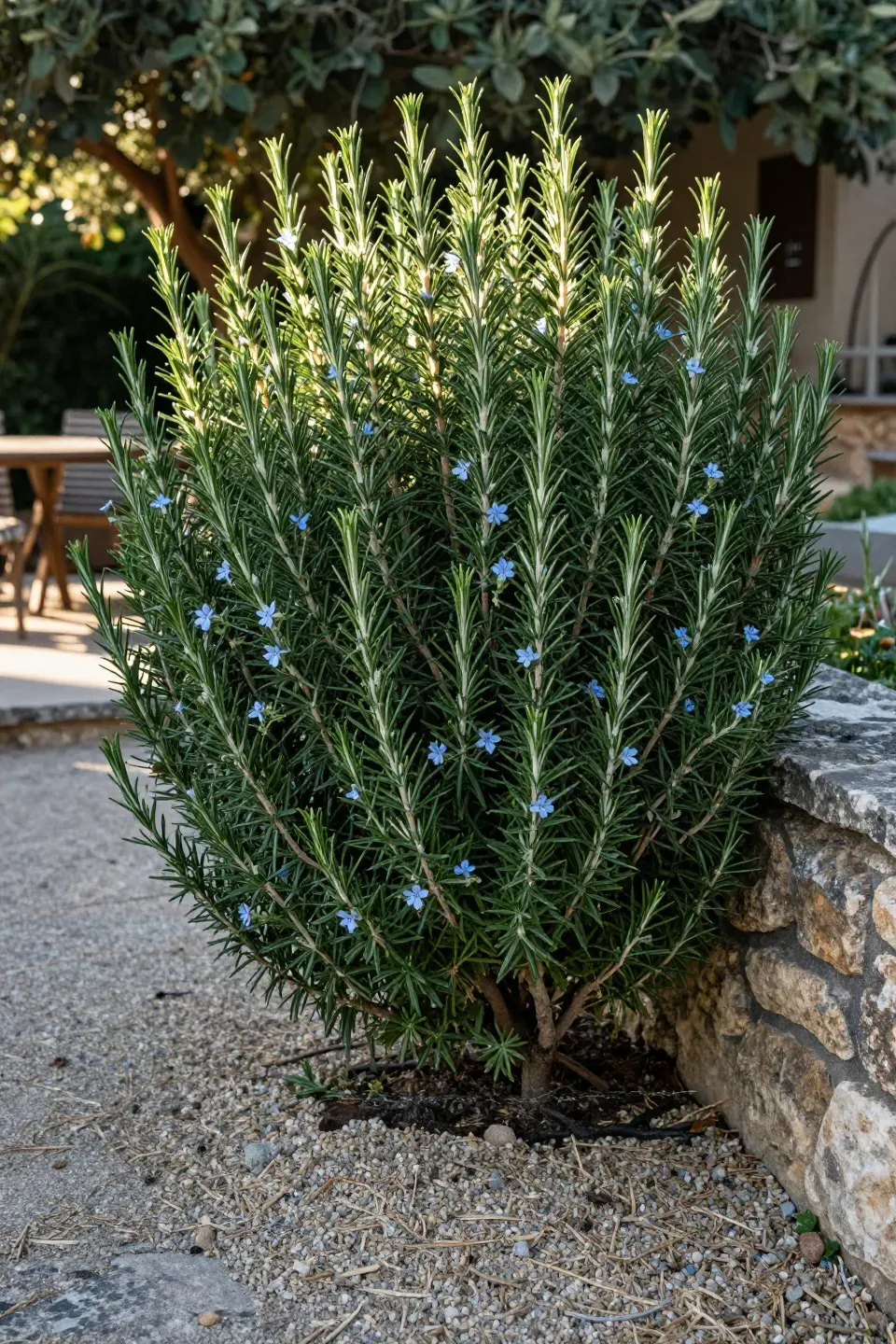 A large, dense rosemary bush with small blue flowers growing next to a stone garden path.