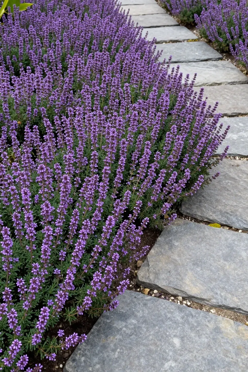 Creeping purple thyme flowering between grey slate stepping stones in a garden path.