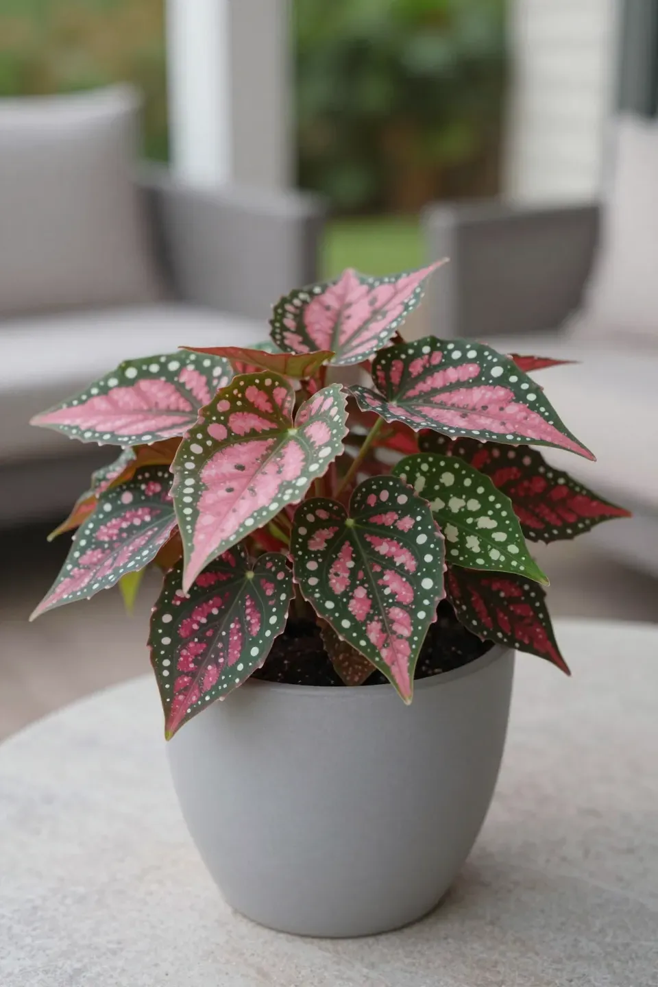 Close-up of pink and green spotted Polka Dot plants in a gray ceramic pot on a sunny patio table.