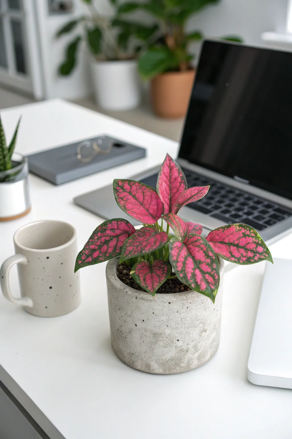 A pink and green Polka Dot Plant in a gray pot on a modern office desk.
