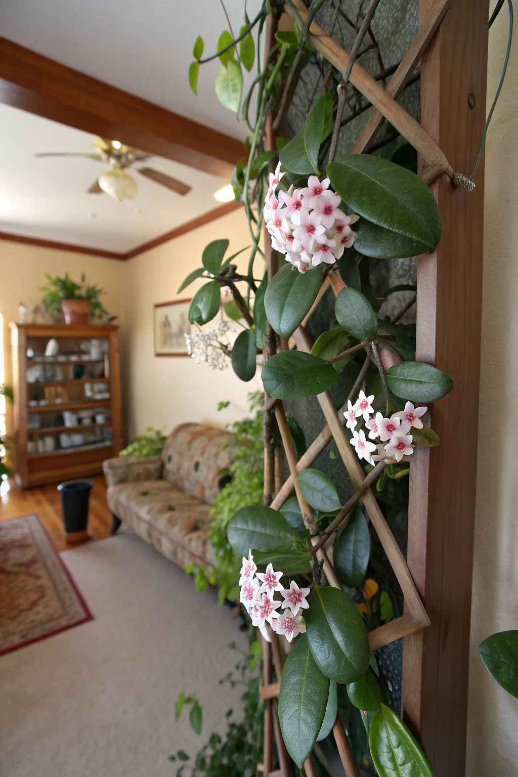 A Hoya Carnosa plant with thick green leaves and a cluster of pink star-shaped flowers on a shelf.