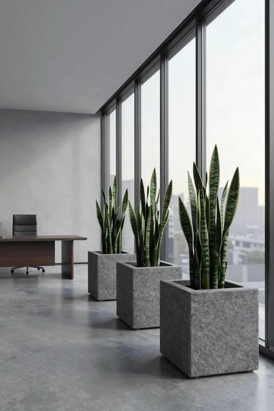 Three square matte grey stone pots with snake plants in a modern minimalist office with large windows.