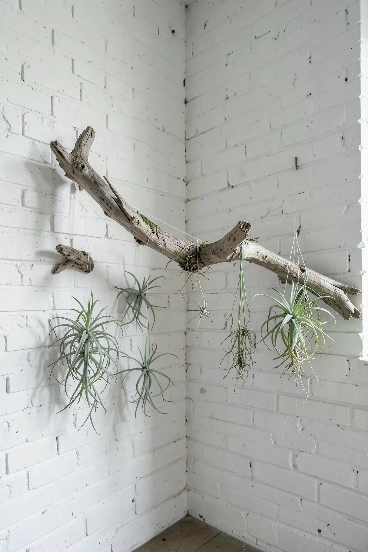 A natural tree branch mounted in a corner with air plants hanging from invisible lines.
