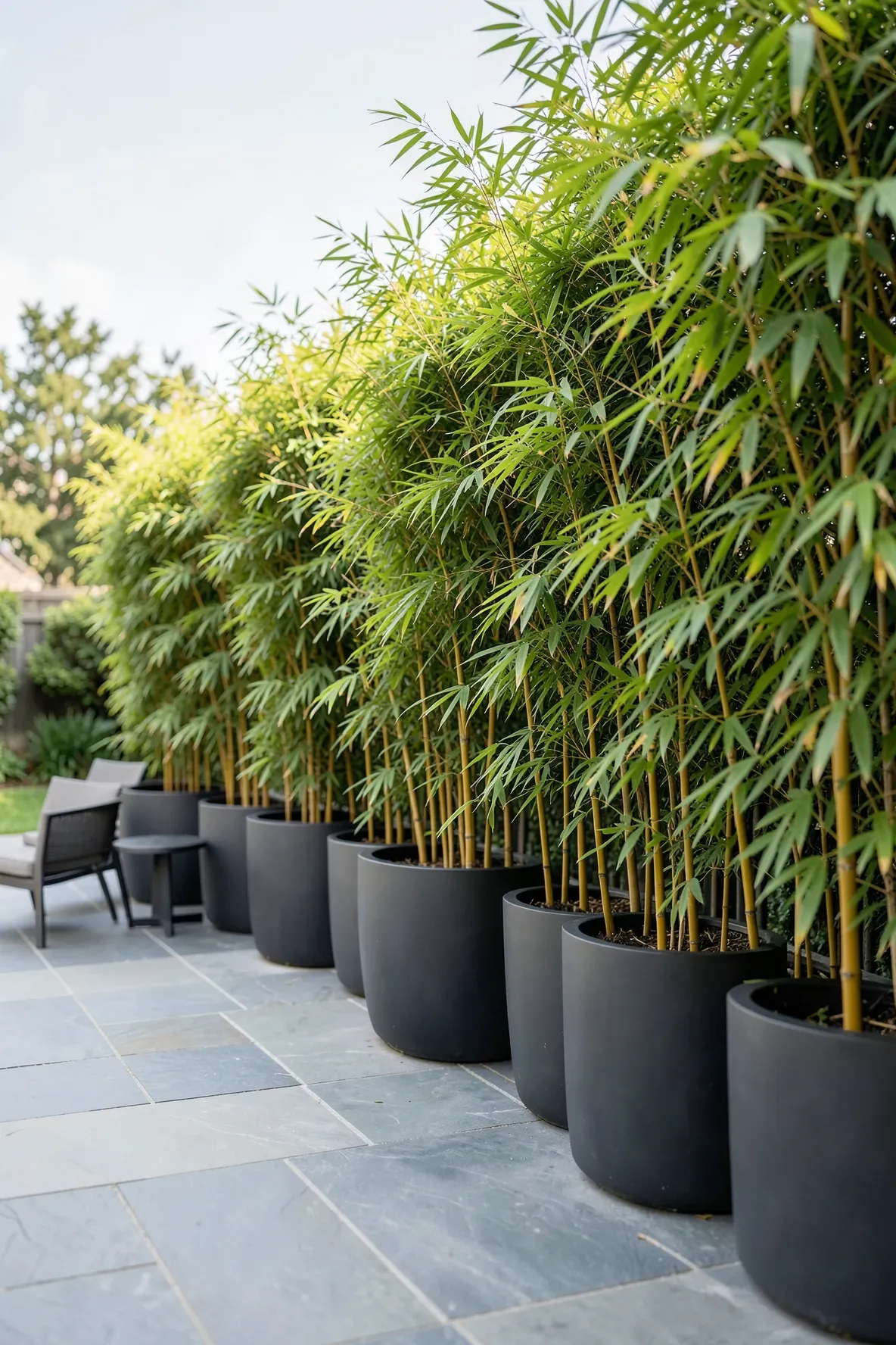 Tall green bamboo in large charcoal pots providing a natural privacy screen for a stone patio.