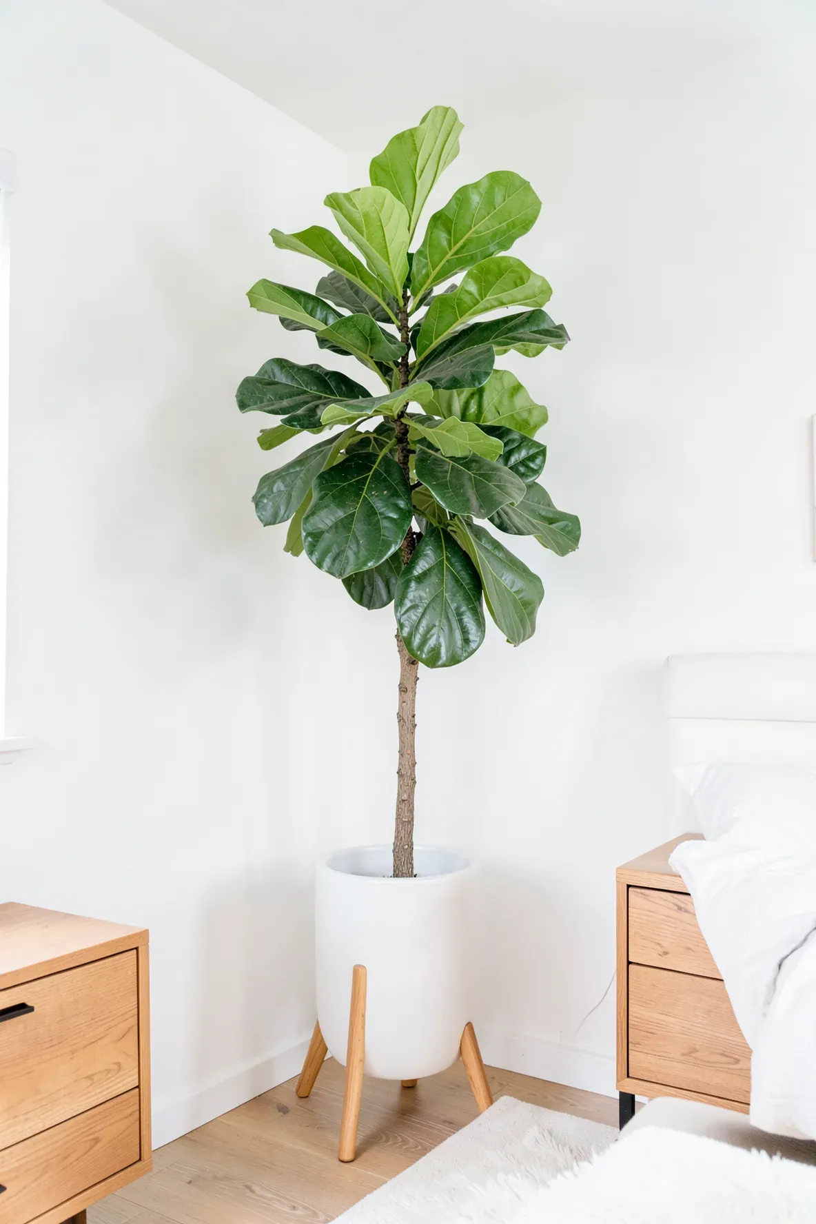 A large fiddle leaf fig plant in a white ceramic planter on a wooden stand in a sunny bedroom.