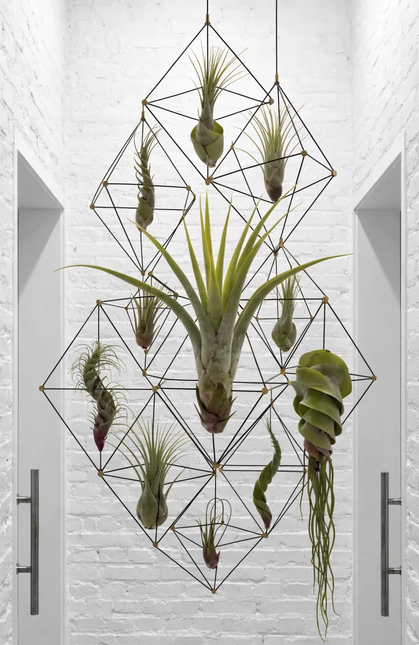 Geometric black and brass wire frames holding air plants on a white brick wall.