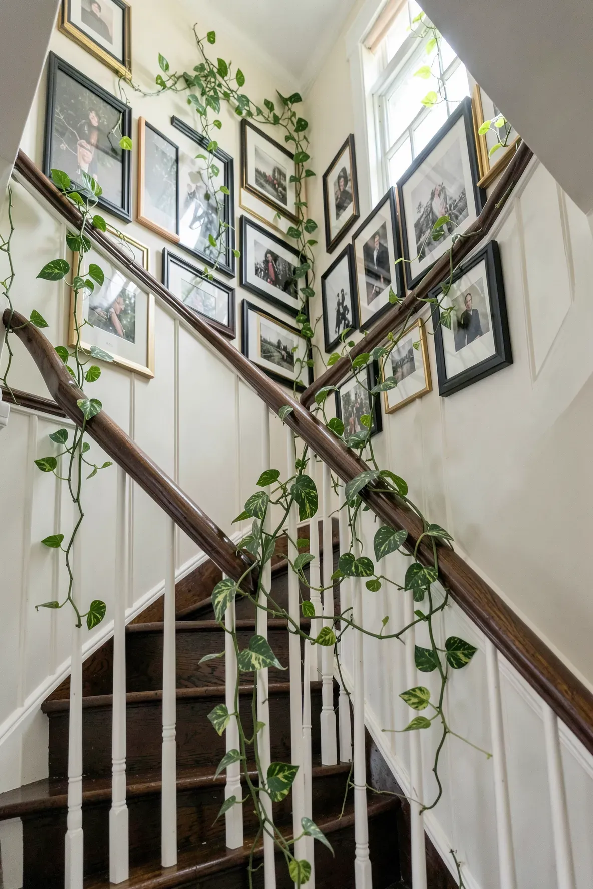 A staircase wall decorated with framed photos and trailing artificial pothos vines.