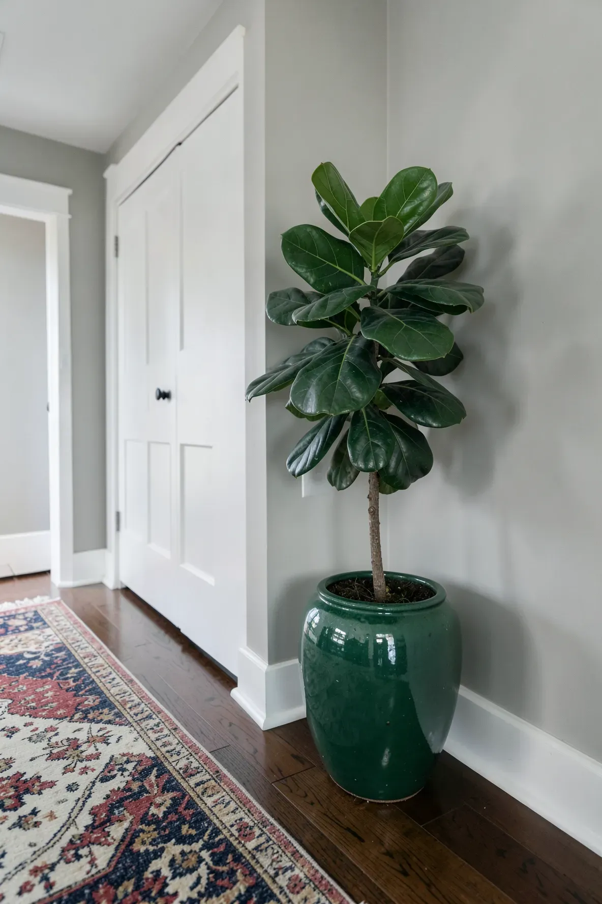 A tall Fiddle Leaf Fig in a green ceramic pot standing in a bright hallway corner.