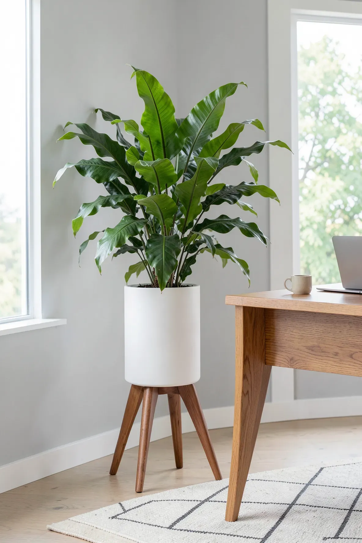 A Bird's Nest fern in a white pot on a walnut tripod stand in a minimalist office.