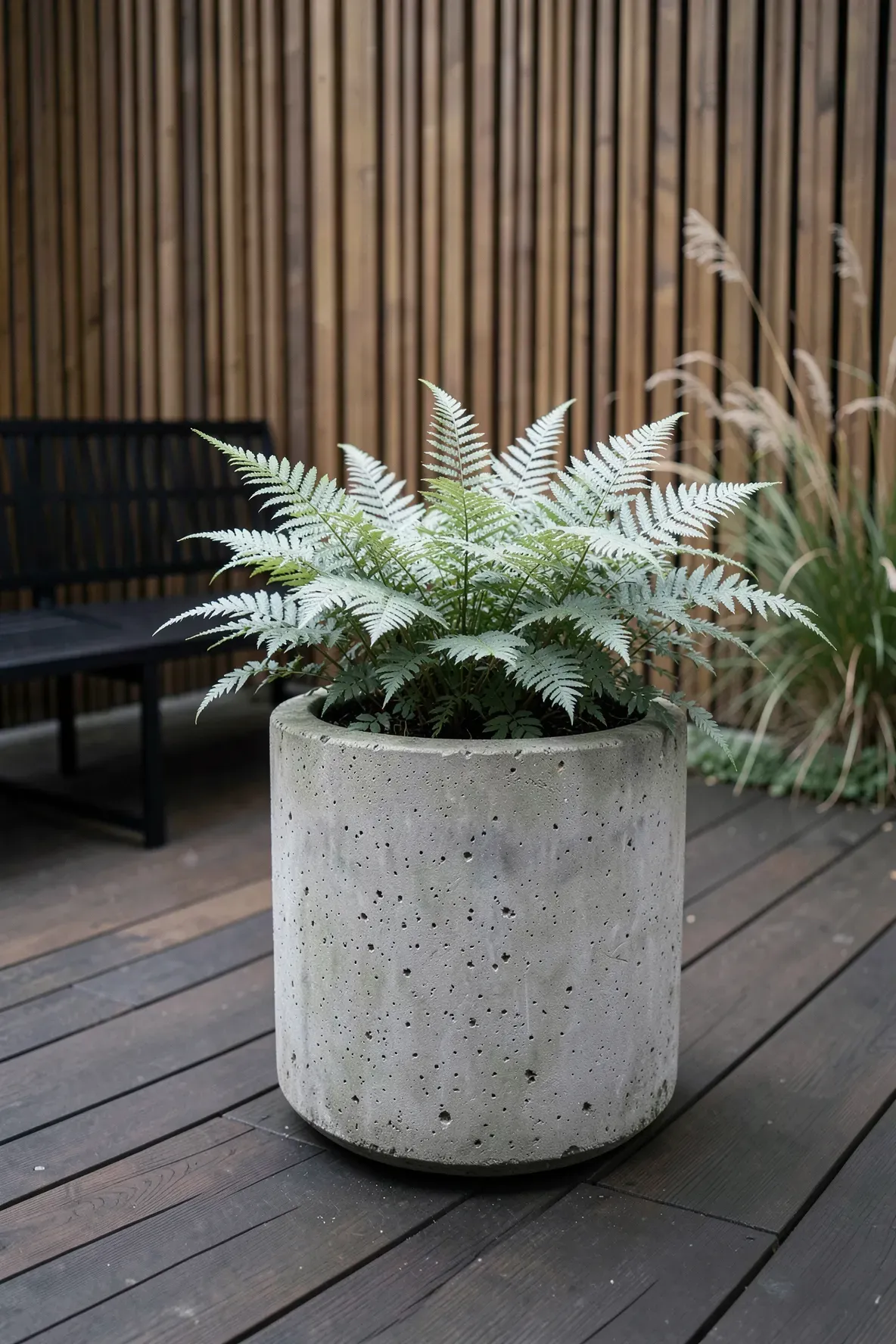 A Silver Lady fern with palm-like fronds in a textured grey concrete pot on a wood deck.