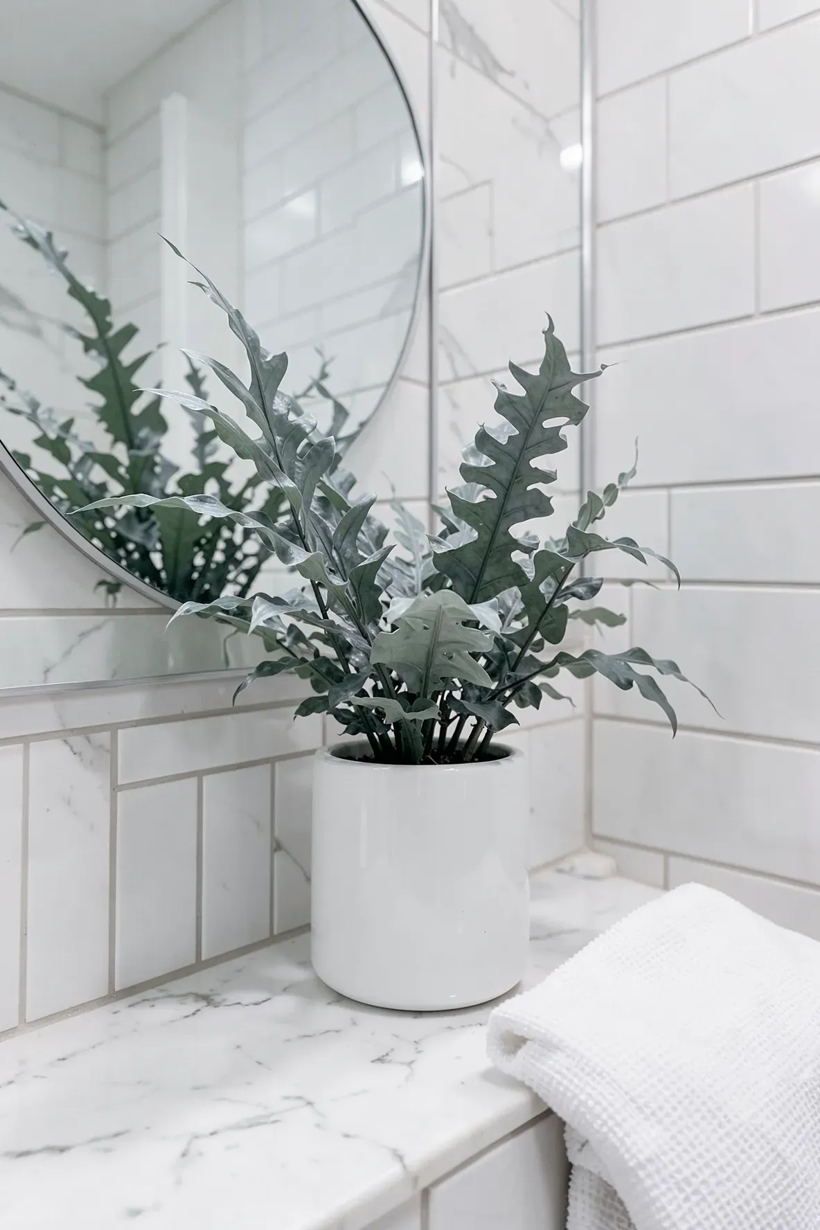 A Blue Star Fern with blue-gray leaves in a glossy white pot on a marble bathroom vanity.