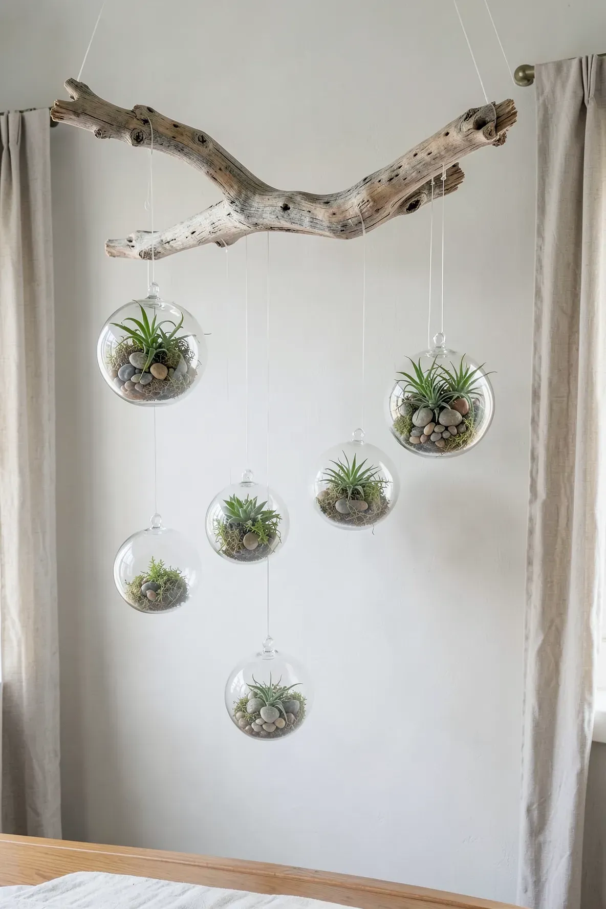 A driftwood branch mounted on a wall with glass globes holding air plants hanging from it.