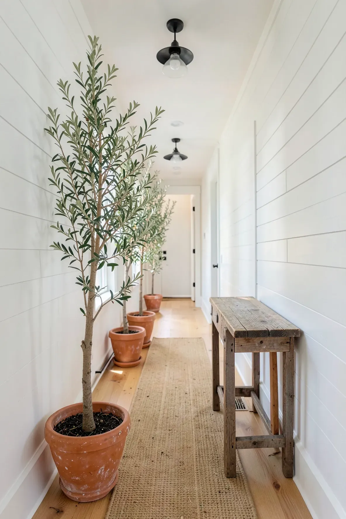 A long narrow white hallway with small olive trees in terracotta pots and a jute runner.