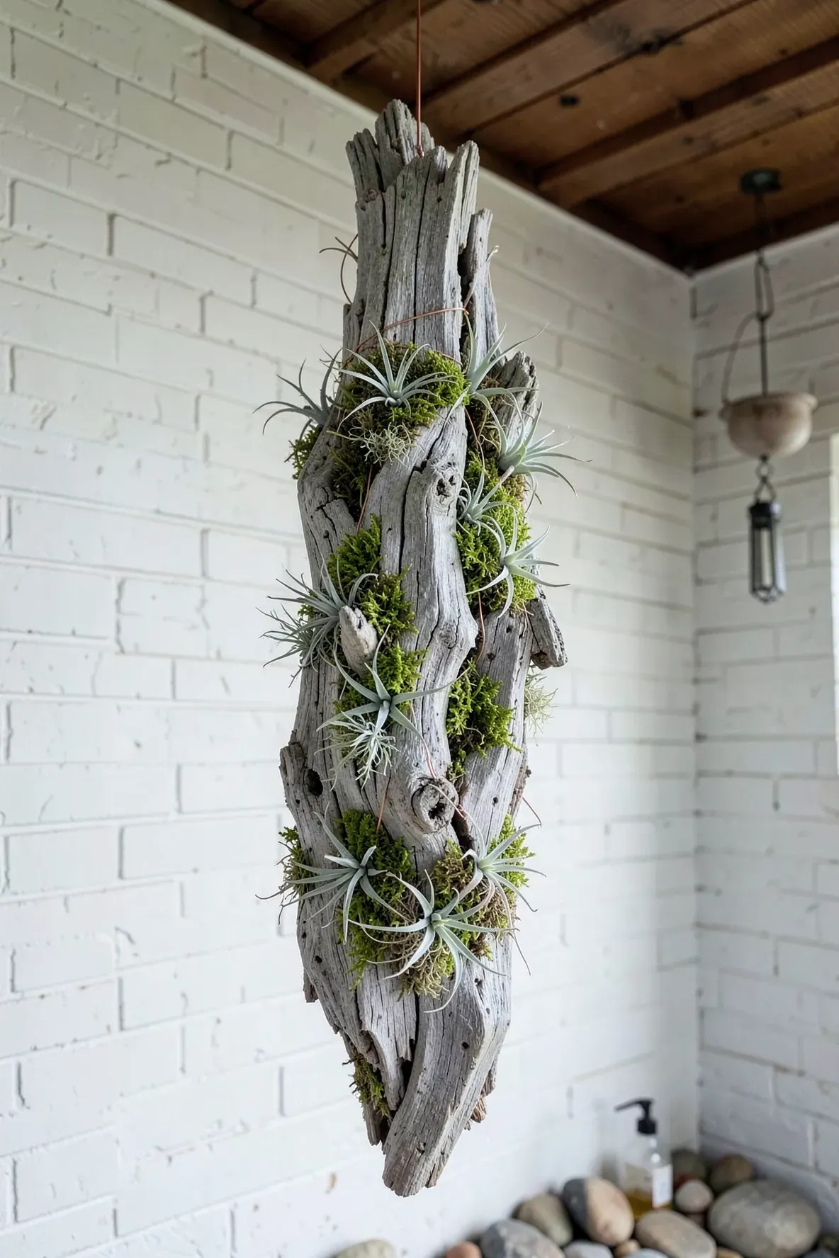 A sculptural piece of driftwood hanging on a porch with air plants and green moss attached.